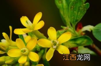 香茶藨子果实能吃吗 香茶藨子