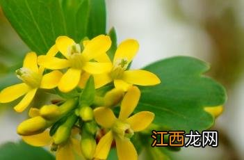 香茶藨子果实能吃吗 香茶藨子