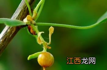 香茶藨子果实能吃吗 香茶藨子