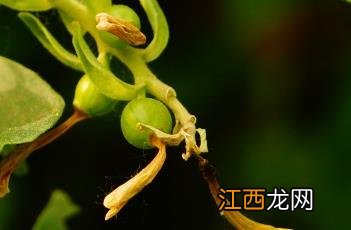 香茶藨子果实能吃吗 香茶藨子