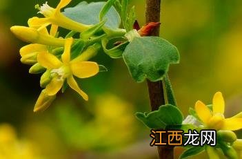 香茶藨子果实能吃吗 香茶藨子