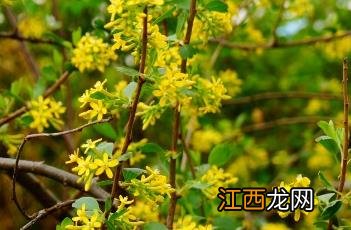 香茶藨子果实能吃吗 香茶藨子