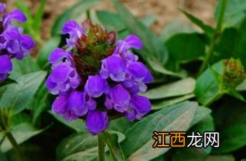 夏枯草治甲状腺结节吗 夏枯草