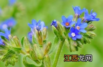 狼紫草的花语 狼紫草