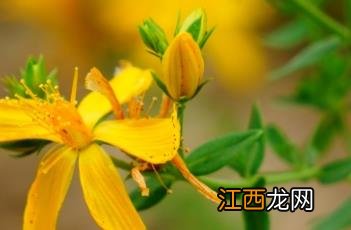 北芸香 北芸香的药用价值