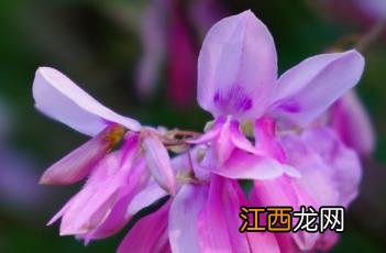 花木蓝花语 花木蓝