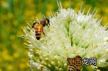 伞形花序图片 伞形花序