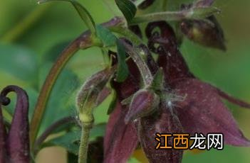 尖萼耧斗菜 尖萼耧斗菜怎么吃