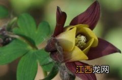 尖萼耧斗菜 尖萼耧斗菜怎么吃