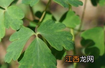 尖萼耧斗菜 尖萼耧斗菜怎么吃