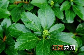 顶花板凳果功效与作用 顶花板凳果