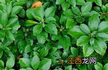 顶花板凳果功效与作用 顶花板凳果