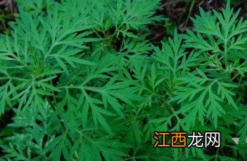 野艾蒿和艾草功效一样吗 野艾蒿