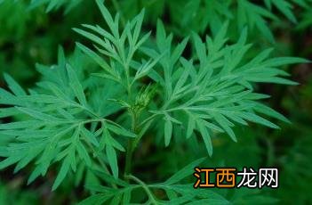 野艾蒿和艾草功效一样吗 野艾蒿