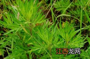 野艾蒿和艾草功效一样吗 野艾蒿