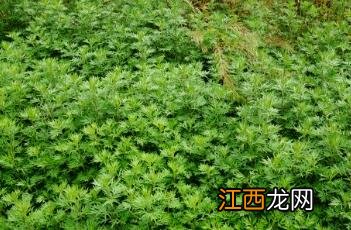 野艾蒿和艾草功效一样吗 野艾蒿