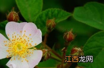 野蔷薇 野蔷薇的寓意和象征是什么