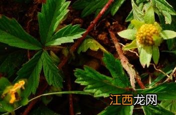 蛇含委陵菜 蛇含委陵菜的功效与作用