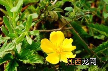 蛇含委陵菜 蛇含委陵菜的功效与作用