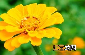 舌状花冠是什么科 舌状花冠