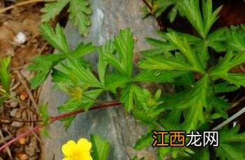 匍枝委陵菜最佳种植时间 匍枝委陵菜