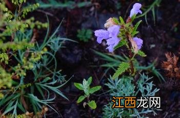 香青兰 香青兰子