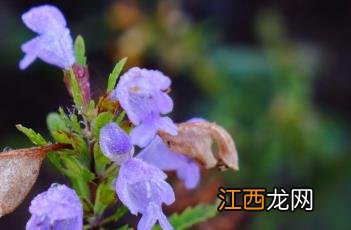 香青兰 香青兰子