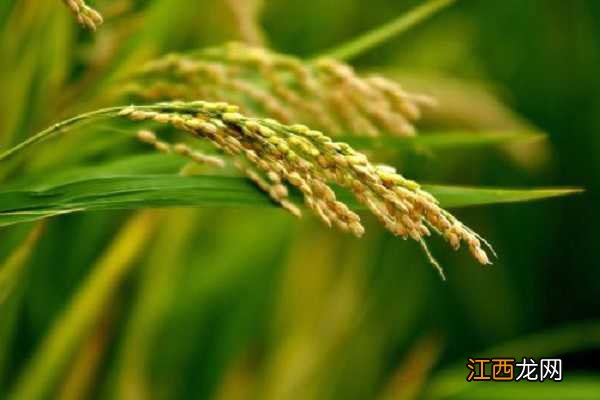 水稻打完除草隔多久追肥,可以立刻施肥吗