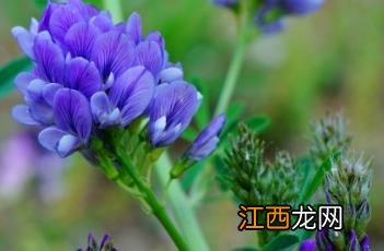 紫苜蓿 紫苜蓿花