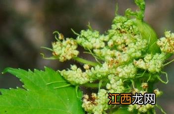 短毛独活怎么吃 短毛独活