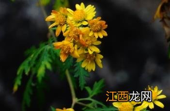 甘桔冰梅片的功效 甘菊