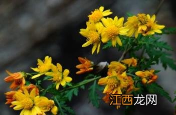 甘桔冰梅片的功效 甘菊