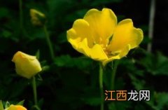 蛇莓委陵菜 蛇莓委陵菜的功效与作用