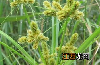 头状穗莎草有毒吗 头状穗莎草