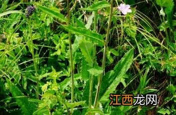 风毛菊和凤毛菊 京风毛菊