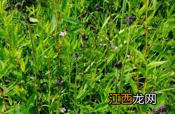 风毛菊和凤毛菊 京风毛菊