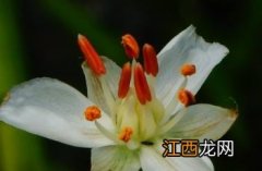 花蔺