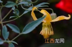 黄花铁线莲 黄花铁线莲图片