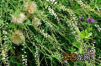 草木樨状黄耆 草木樨状黄芪