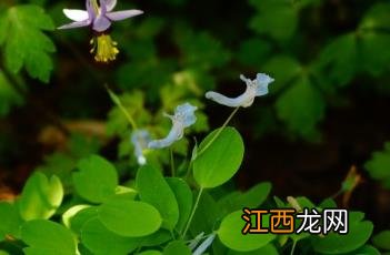 小药八旦子能吃吗 小药八旦子