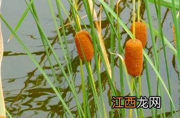 黄菖蒲 小香蒲