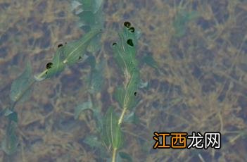 光叶眼子菜 光叶眼子菜能吃吗