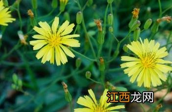 苦荬菜什么时候种植 苦荬菜