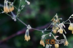 东亚唐松草 东亚唐松草入药部位