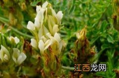 黄毛棘豆 长硬毛棘豆