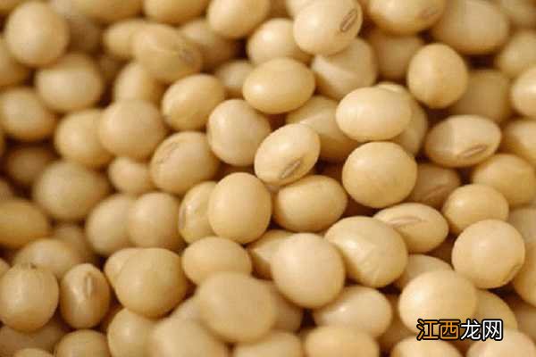 大豆种植的株距和行距是多少 夏播大豆的行距和株距为多少合适