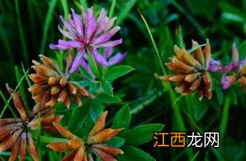 野火球 野火球花