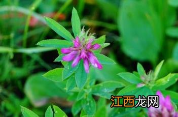 野火球 野火球花