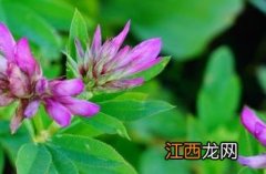 野火球 野火球花