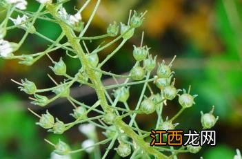 狭叶珍珠菜 狭叶珍珠菜能吃吗